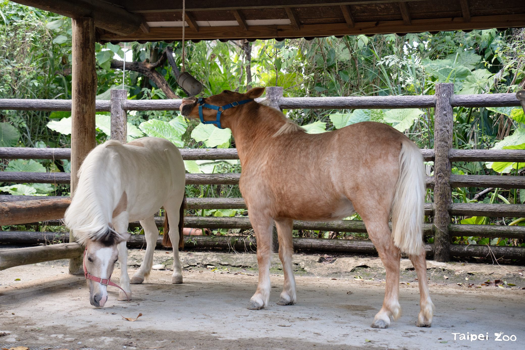 圖片來源：臺北市政府