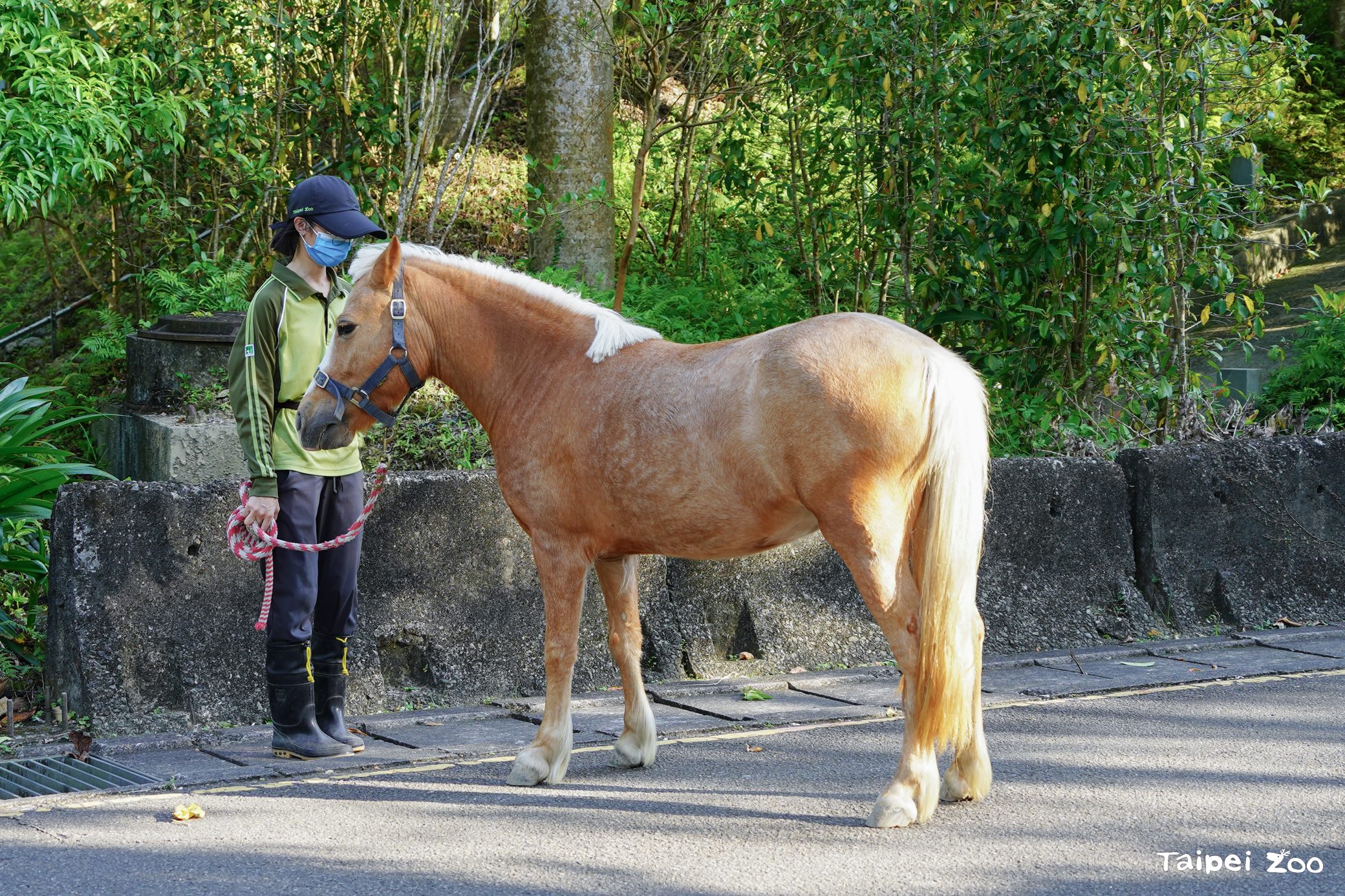 圖片來源：臺北市政府