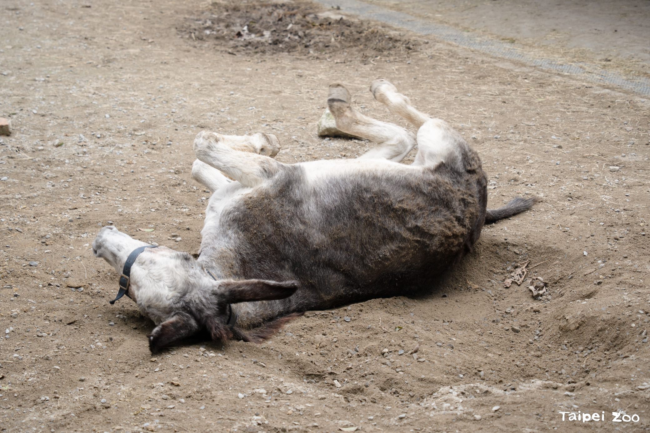 圖片來源：臺北市政府
