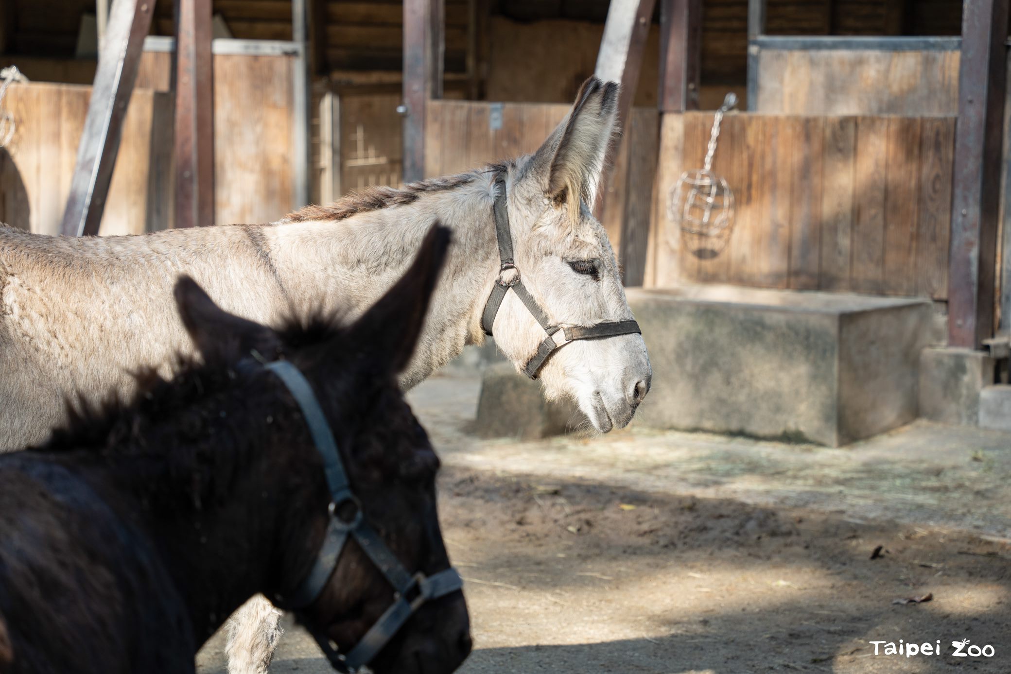 圖片來源：臺北市政府