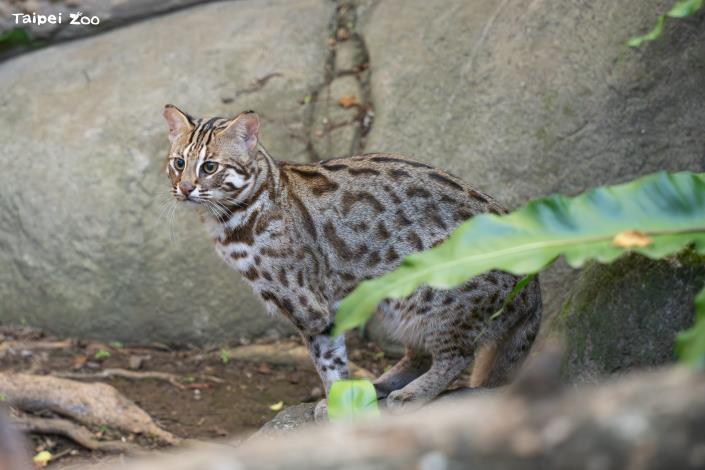 臺北市立動物園長期投入農業部林業與自然保育署野生動物救傷收容計畫系統，與生物多樣性研究所、國立屏東科技大學合作石虎保育計畫。