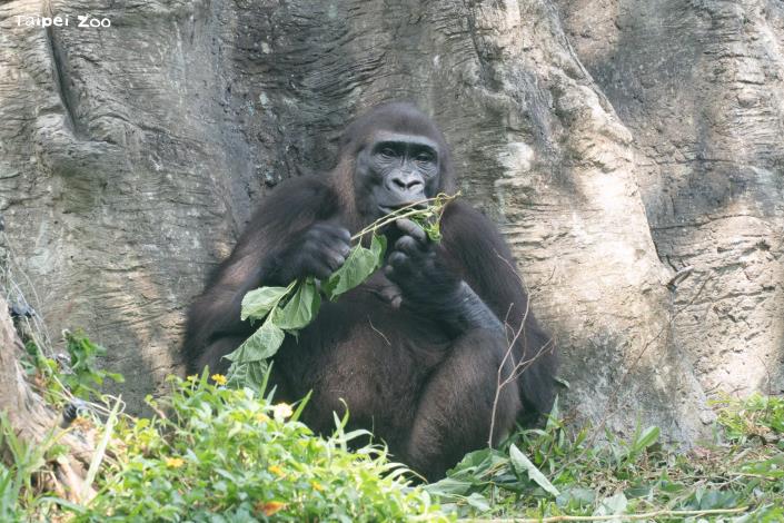 在野外少有同時具有高油脂、高澱粉、高鹽或高糖的食物，這些成分對以植物為主食的大猩猩將造成身體負擔。