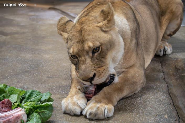 非洲獅專心啃著羊排，不過對菜葉沒有興趣。