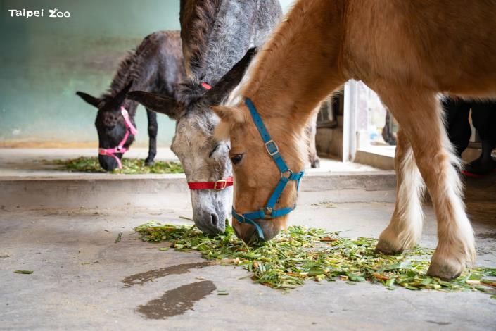 不過馬兒當然不管是什麼字，只要是好吃的牧草全都照單全收。