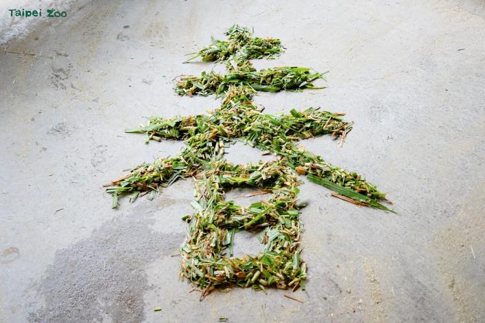 迷你馬與家驢的保育員以狼尾草在地上排出春字，加點生肖馬年應景趣味。