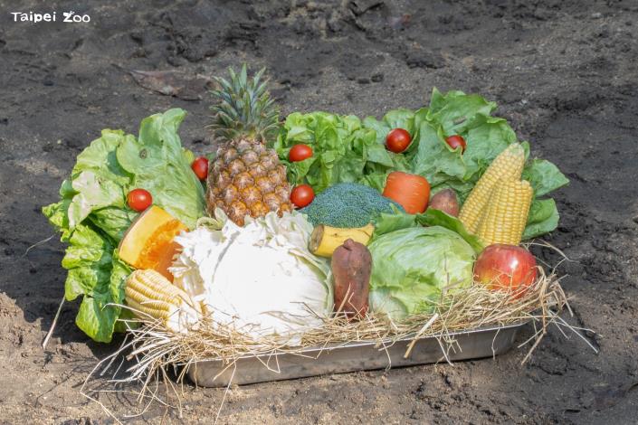 馬來貘的年菜盤有著高麗菜、萵苣、花椰菜、玉米、地瓜、蘋果、鳳梨等蔬菜水果。