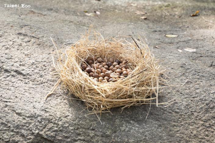 殼斗科的青剛櫟在野外是松鼠、飛鼠、野豬、黑熊等野生動物喜歡的食物，保育員特別用乾草裝著提供給黑熊。