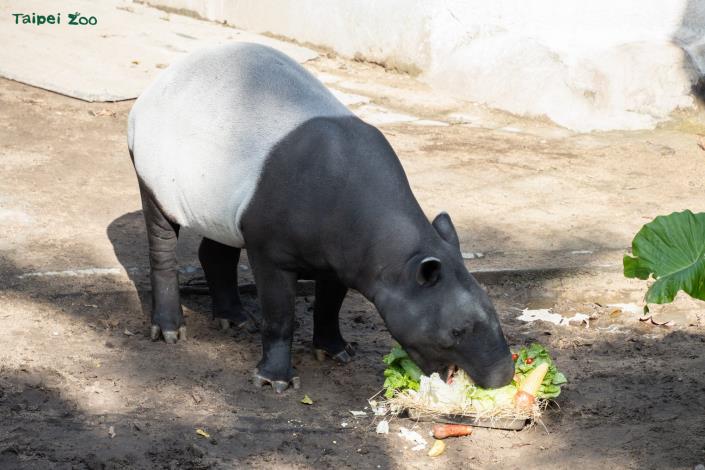 馬來貘大口吃著新鮮蔬果。