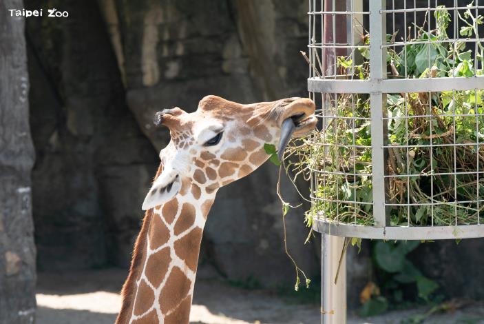 長頸鹿是典型的食葉性反芻動物，對於纖維的需求非常高，來源可以是各式不同種類的樹葉，反而不適合取食根莖類和水果。