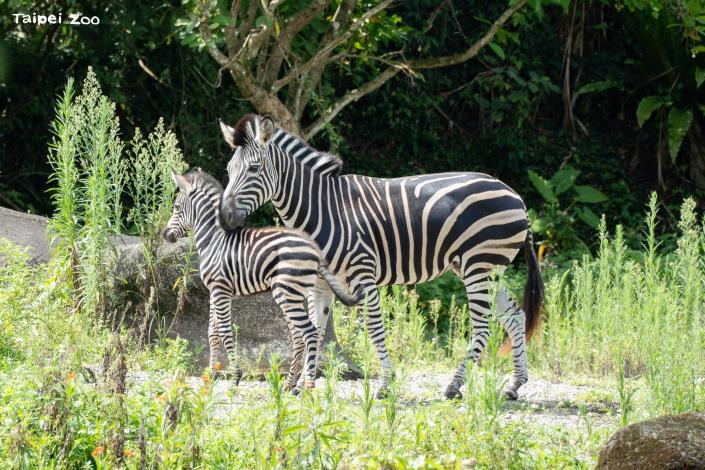 動物的外觀姿態經常是創作的靈感來源（查普曼斑馬，攝於2024年）。