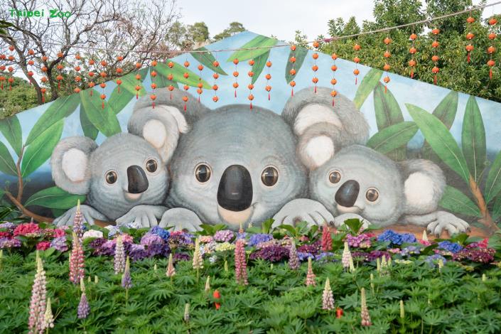 無尾熊館壁畫前有繡球花可以欣賞。