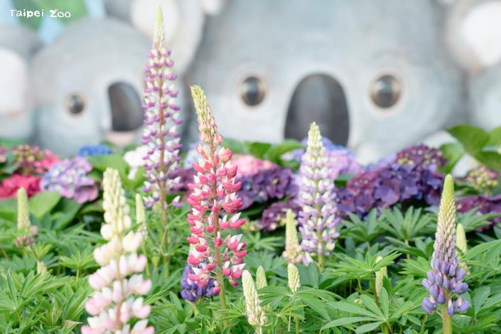 動物園內的繡球花和魯冰花已逐漸綻放。