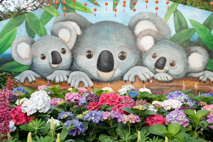 無尾熊館前花圃的繡球花已盛開。