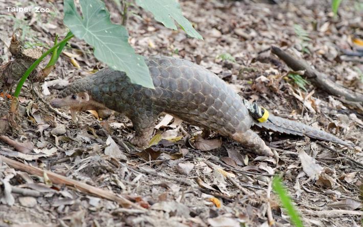 野放前會替穿山甲穿戴發報裝置以利後續追蹤。