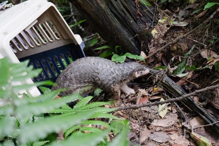進入救傷機構的穿山甲復原後會以野放為目標進行訓練和評估。