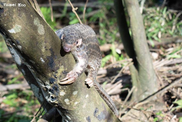 上下坡、爬樹等運動行為影響穿山甲在野外生存的必備能力。
