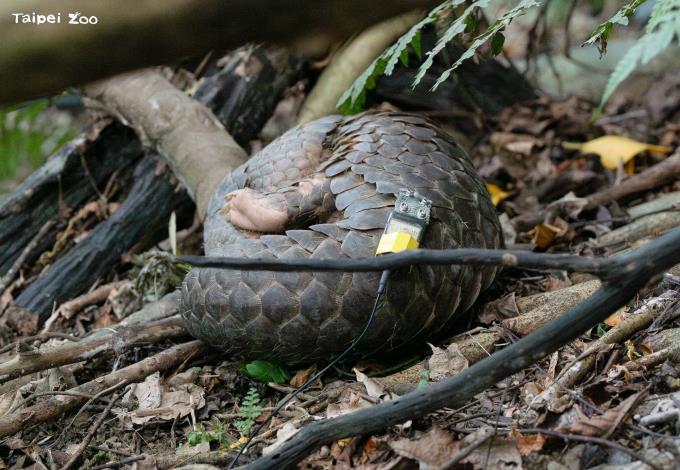 野放評估的標準之一是避敵防衛的行為。