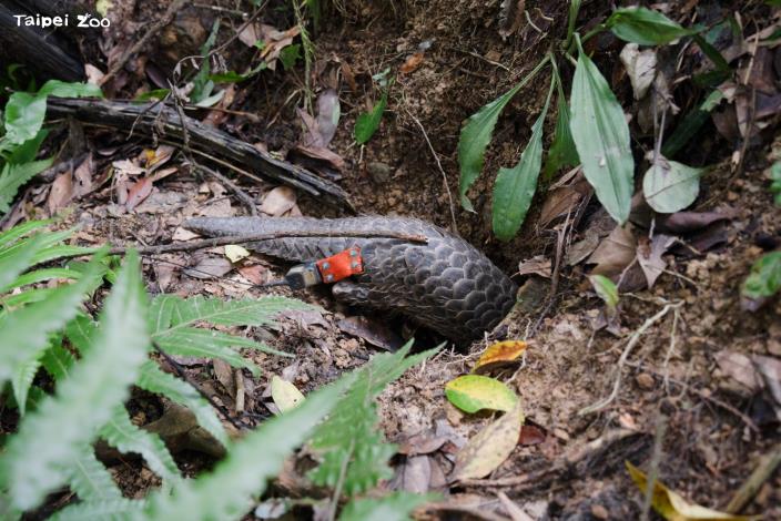 挖洞是穿山甲生存的技能，牠們會依覓食或躲藏挖出不同型態的洞穴。