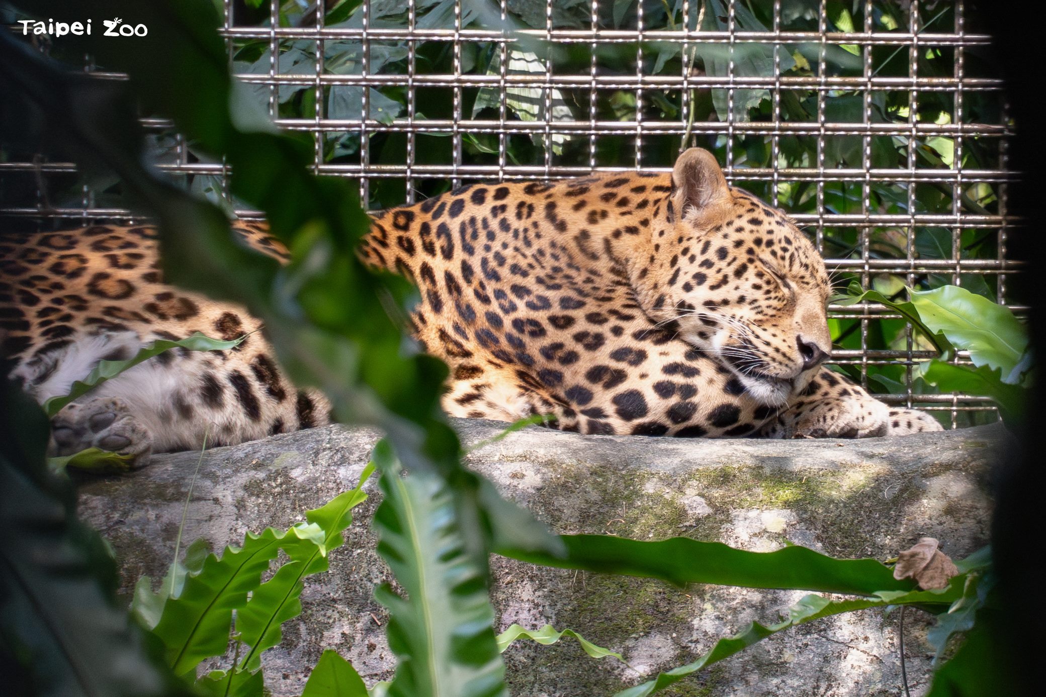 花豹花郎過去經常趴在活動場的深處曬太陽。