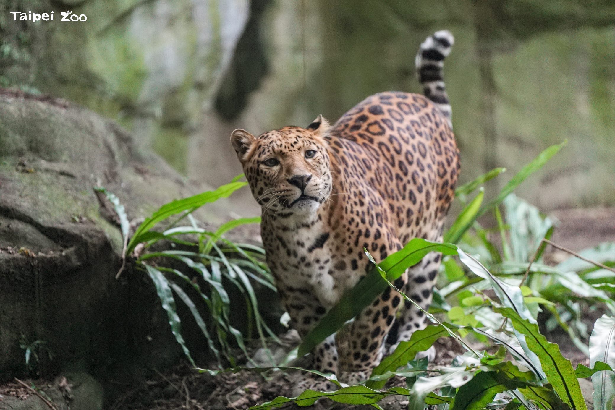 謝謝花豹花郎在熱帶雨林區陪伴我們的歲月。