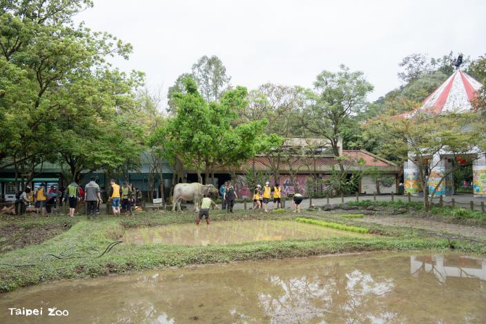 動物園的水田位於兒童動物區，會邀請民眾種下水稻、水芋、茭白筍等作物。
