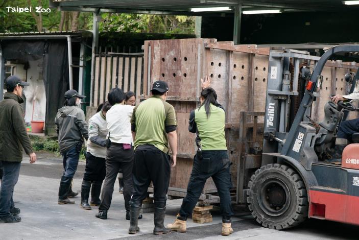 在保育員和獸醫們合力搬運護送下，蒙古野馬順利遷移到新環境。