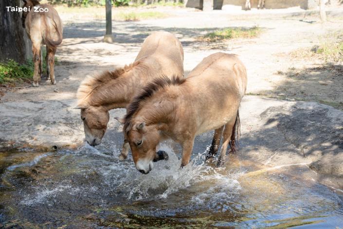目前仍有部分蒙古野馬居住在溫帶動物區原本的空間。