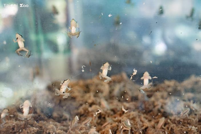 臺北市立動物園透過照養繁殖技術，提升域外保育族群數量。