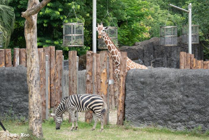 讓棲息環境相近的動物共享活動空間，例如長頸鹿和查普曼斑馬的混群生活。