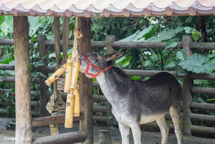 動物抬頭取食的行為接近覓食高處枝葉的模式。