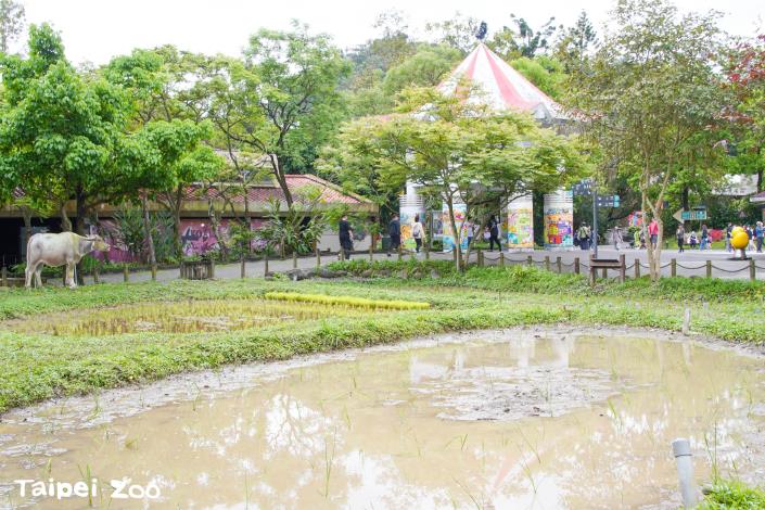 臺北市立動物園兒童動物區水田隨季節變化風貌迎接不同利用的野生動植物們.JPG