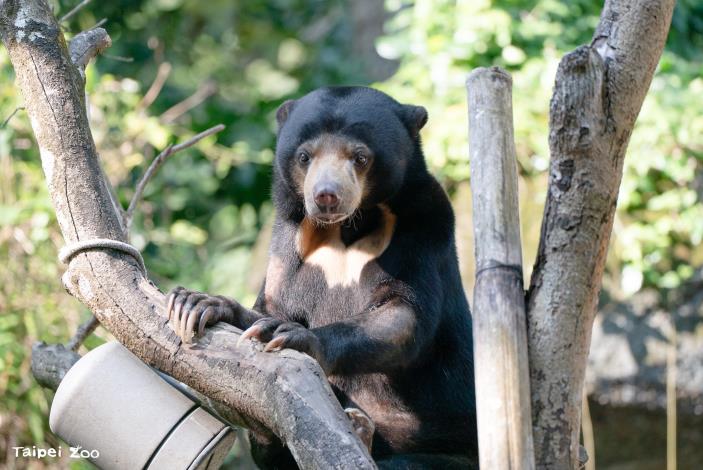 馬來熊小熊妹爬樹（攝於臺北市立動物園）