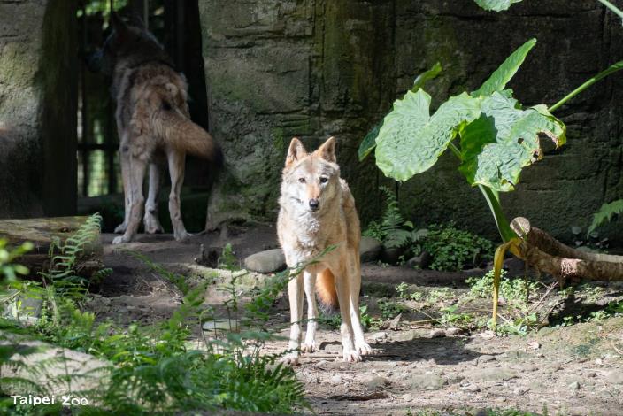 灰狼蘿拉年近17歲，2011年從莫斯科動物園來到臺北市立動物園