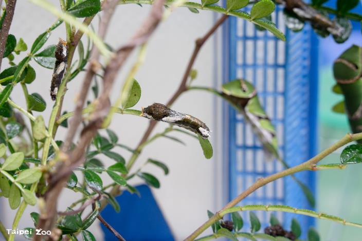 玉帶鳳蝶的前幾齡幼蟲偽裝成鳥糞的外觀。