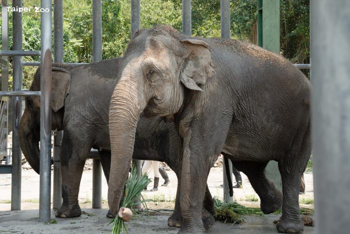 先抵達非洲動物區後場的亞洲象「友信」遲疑一下才走出貨櫃。