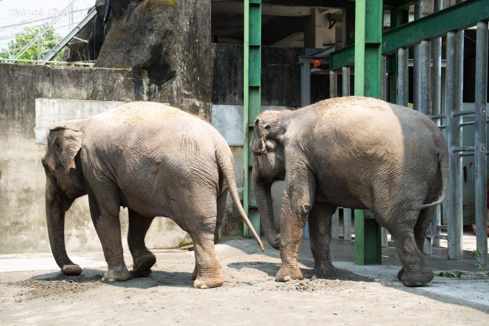 今天上午11點多亞洲象「友信」、「友愷」先後平安抵達非洲動物區。