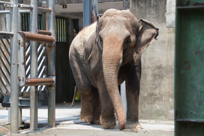 亞洲象「友愷」抵達非洲動物區後和「友信」會合，不時鳴叫、觸碰象鼻溝通。