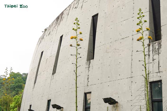 熱帶雨林室內館近期在館外，有7株巨大的龍舌蘭悄悄抽出了超過5公尺高挑的花莖
