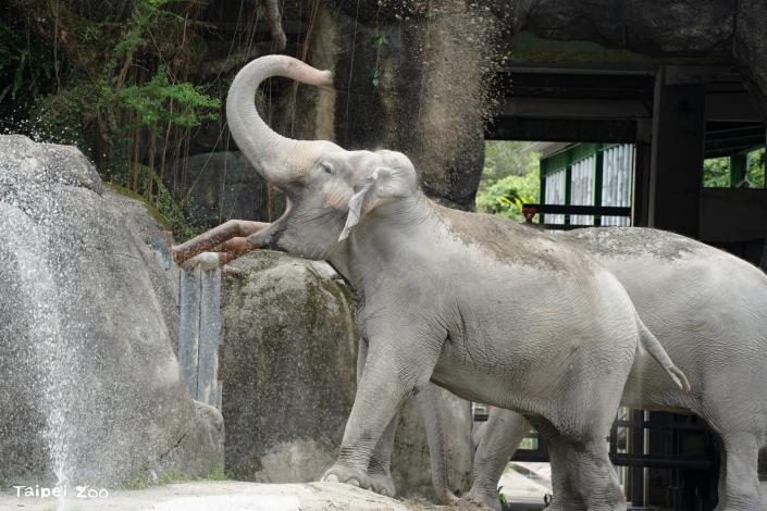 亞洲象們首次到非洲動物區戶外活動，就捲起沙土往身上灑。