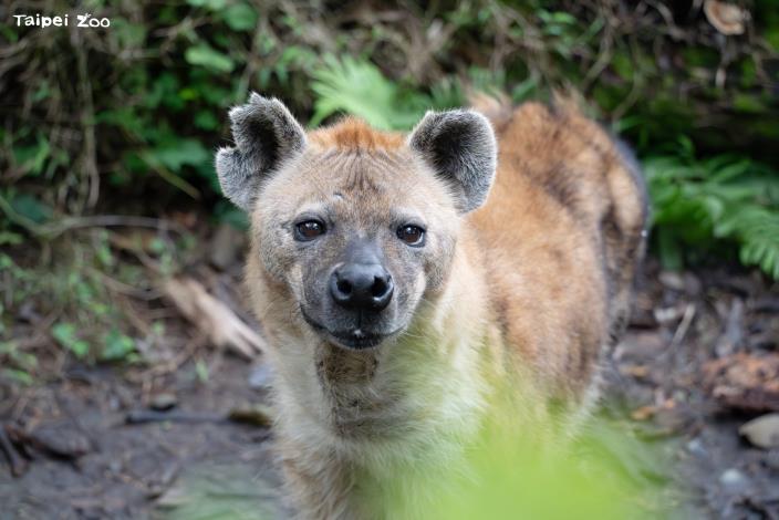 臺北市立動物園照養的斑點鬣狗是世界上四種鬣狗之一。