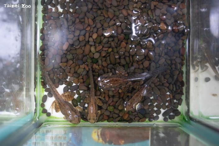 從2023年起至今動物園陸續培育出至少2千隻的魚池琴蛙小蛙，期望成為恢復野外族群數量的助力。