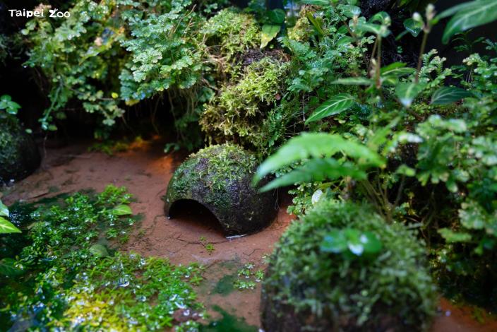 照養團隊為此特別配置了潮濕、鬆軟且具黏性的土壤，搭配植栽提供多層次的空間，設置自動灑水系統維持溼度，並巧妙運用椰子殼倒扣作為遮蔽環境。