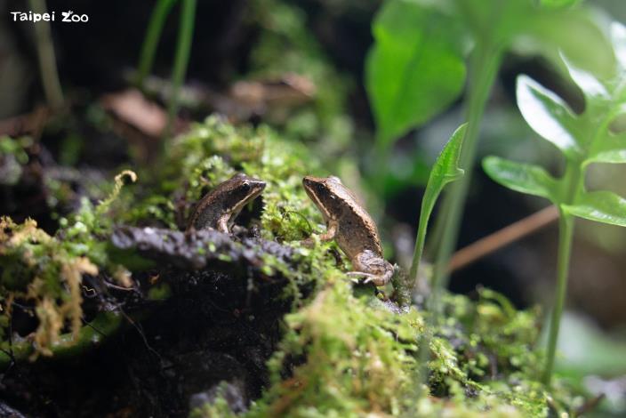 每年4月28日是全球性的拯救青蛙日（Save The Frogs Day），旨在呼籲全球重視兩棲類動物的滅絕危機。