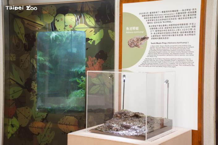 到動物園兩棲爬蟲動物館參觀，說不定還有機會聽到魚池琴蛙登登登登登如同撥動琴弦節奏般的特殊蛙鳴！