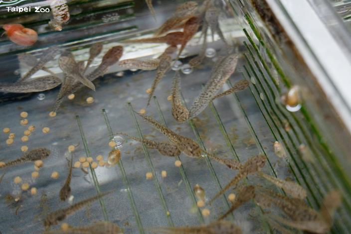 臺北市立動物園參與農業部林業及自然保育署瀕危動物保育行動計畫，與生物多樣性研究所合作執行移地復育，將野外乾涸棲地的蝌蚪帶回園內照養。