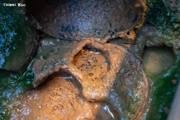 魚池琴蛙有獨特的築泥窩習性——雄蛙會挖掘壺型的泥窩並在其中鳴叫吸引雌蛙產卵。