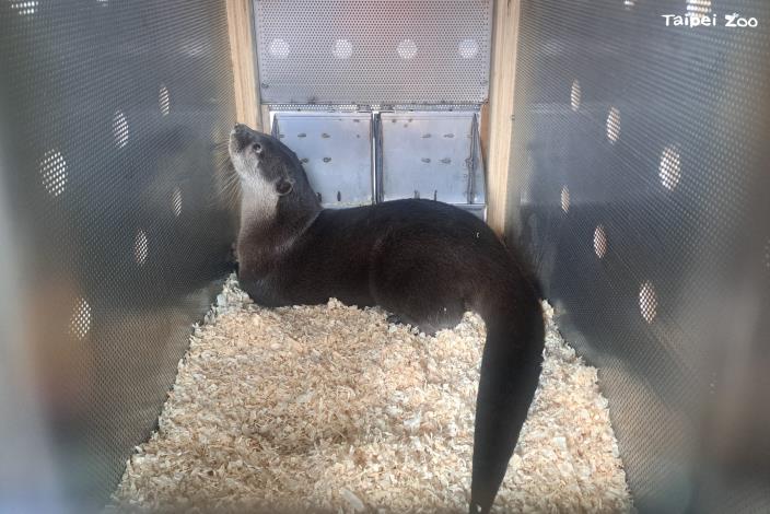本次調度一隻小爪水獺前往紐西蘭，藉由動物園間的動物交流維持族群的基因多樣性。（獸醫室提供）