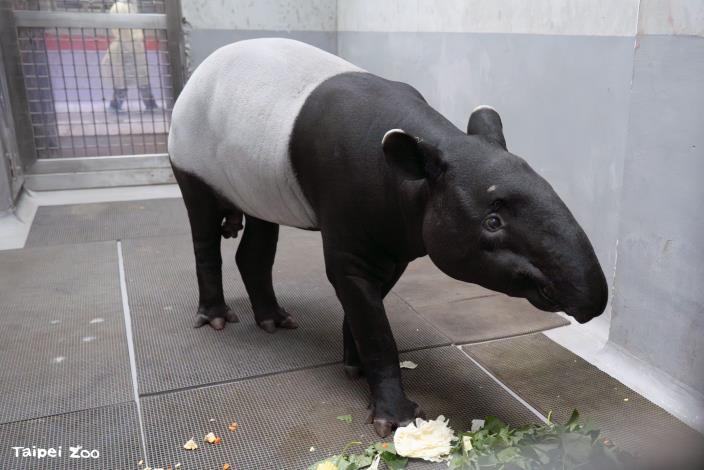 馬來貘Bintang回到動物園後，馬上吃了幾根紅蘿蔔和玉米以及地瓜葉。