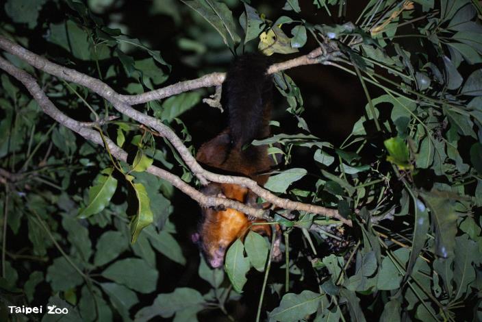 夜間是大赤鼯鼠覓食的時段，動物園所在的臺北市文山區、或是鄰近的信義區其實都有牠們的蹤影。