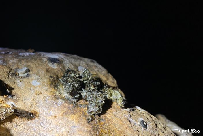 新鮮的歐亞水獺的排遺可以觀察到明顯魚鱗、魚骨，並且帶有腥味。